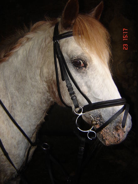 My horse Nelly - 