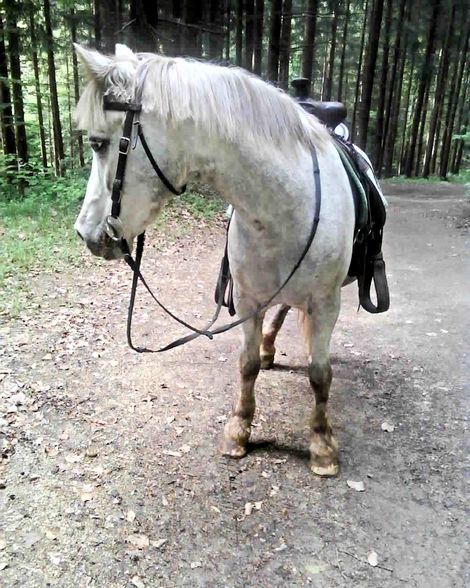 Westernreiten mit Nelly !!!! - 