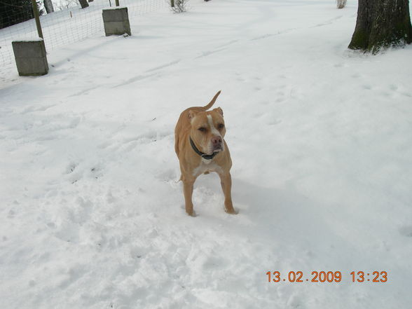 Samy im Schnee - 