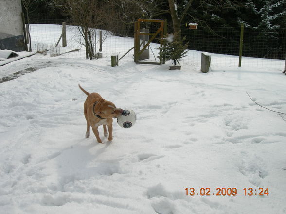 Samy im Schnee - 