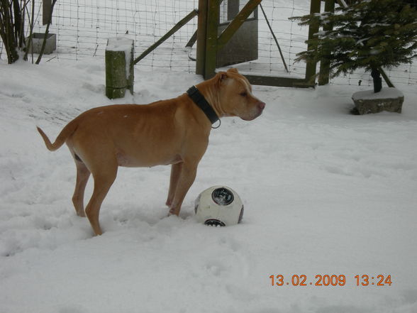 Samy im Schnee - 