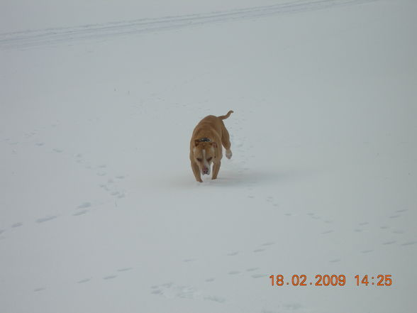 Samy im Schnee - 