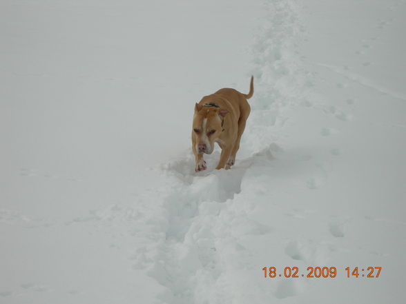 Samy im Schnee - 