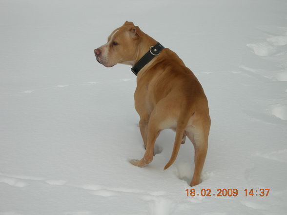 Samy im Schnee - 