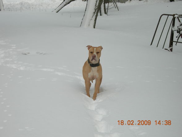 Samy im Schnee - 