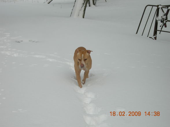 Samy im Schnee - 