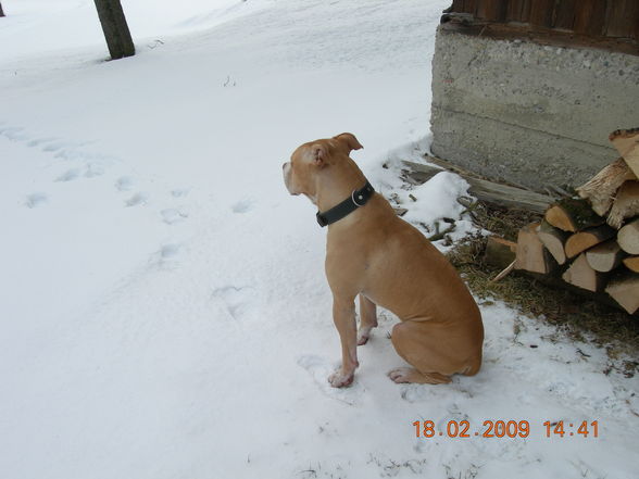 Samy im Schnee - 