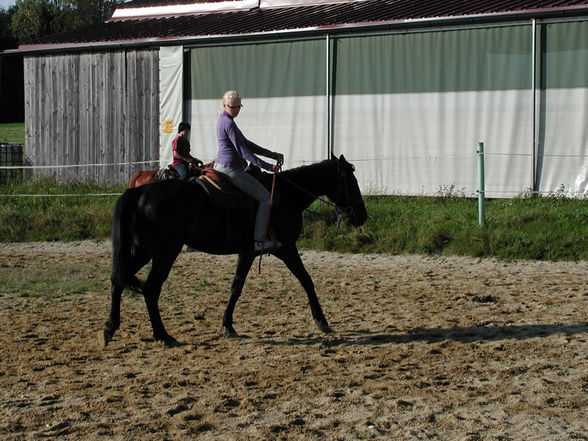 de besten pferd - 