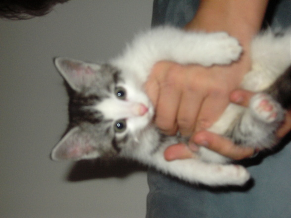 Pflegekatzen 2007/2008 - 