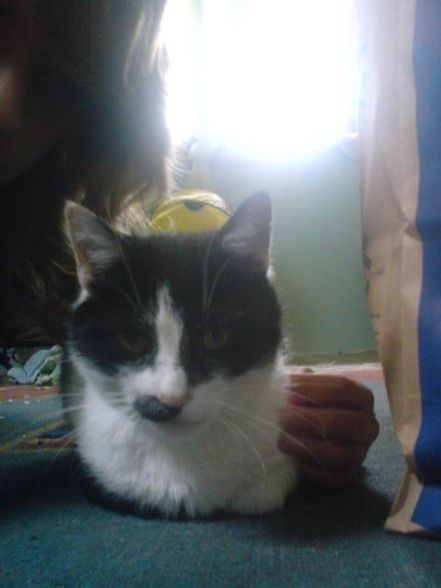 ♥My LiTTlE cAt♥ - 