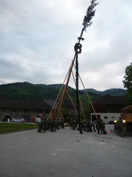 Maibaum - 