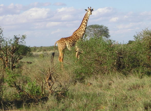 Kenia - 