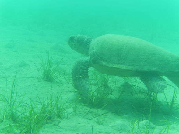 zakythos Grichenland 2009 - 