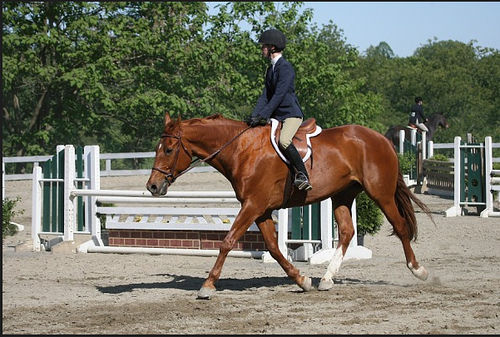 >> Reiten  - 