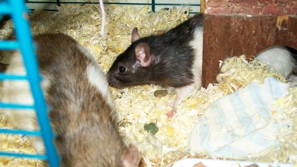 Meine 2 RaTTen, Katze&.....Spinnen - 