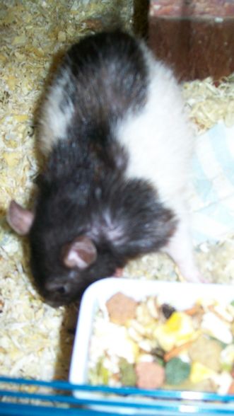 Meine 2 RaTTen, Katze&.....Spinnen - 