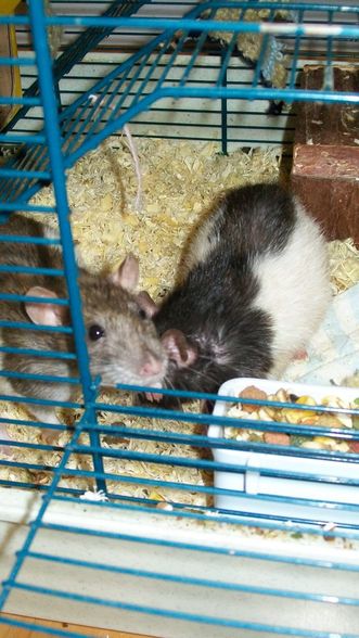 Meine 2 RaTTen, Katze&.....Spinnen - 