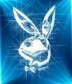 Bunny - 