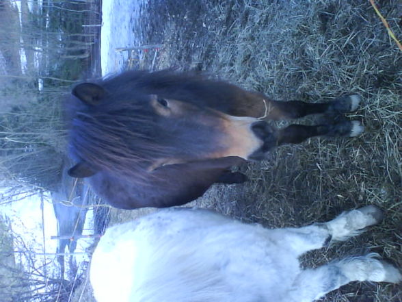 .♥~ ..Horses..♥~  - 