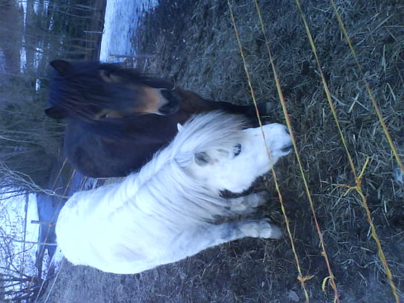 .♥~ ..Horses..♥~  - 