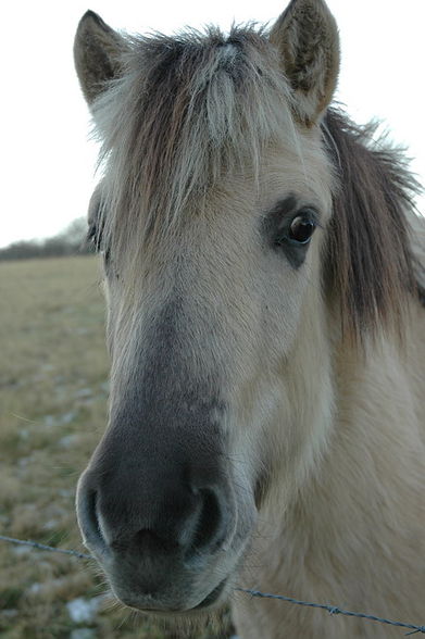 Mein Hobby das Reiten - 