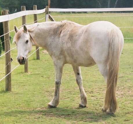 Mein Hobby das Reiten - 