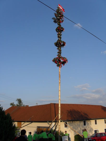 °°MAIBAUM°° - 