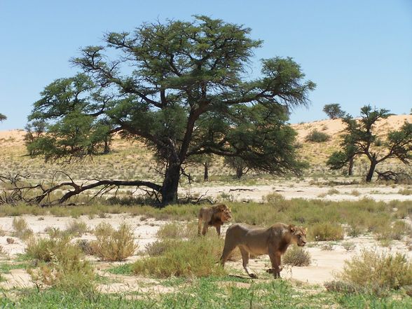 Afrika und zu hause - 