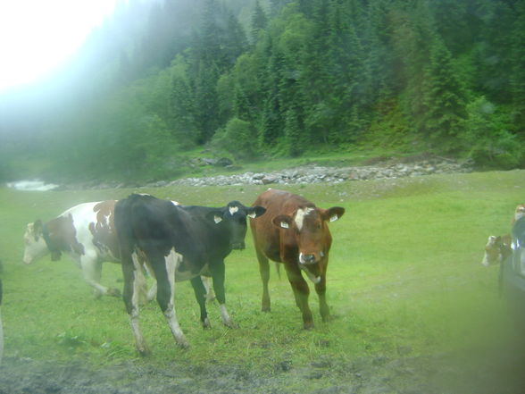 in de hohen tauern - 