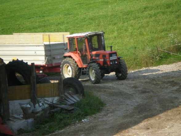 Mais Silage 09 - 