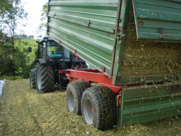 Mais Silage 09 - 