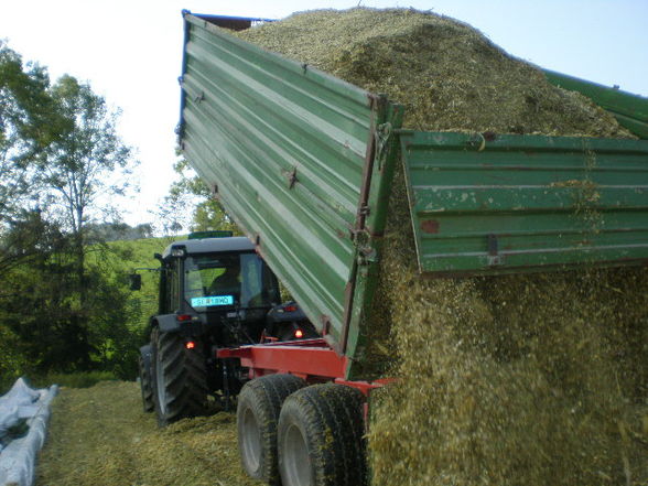 Mais Silage 09 - 