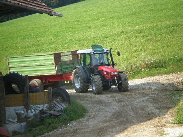 Mais Silage 09 - 