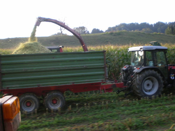 Mais Silage 09 - 