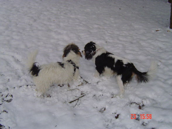 sPoTs ErStEr WiNtEr 2009 - 