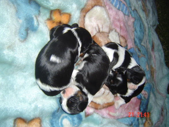 bAbYs VoN sPoT uNd SuSi - 