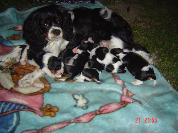 bAbYs VoN sPoT uNd SuSi - 