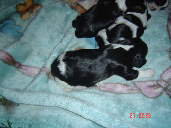 bAbYs VoN sPoT uNd SuSi - 