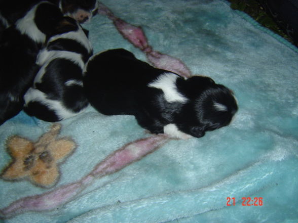 bAbYs VoN sPoT uNd SuSi - 