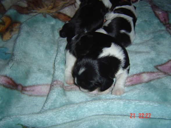 bAbYs VoN sPoT uNd SuSi - 