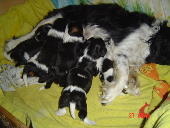 bAbYs VoN sPoT uNd SuSi - 