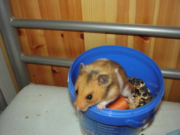 Hamster Struppi - 