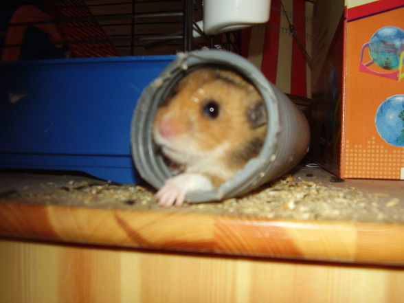 Hamster Struppi - 