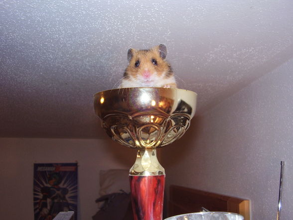 Hamster Struppi - 