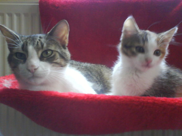 Meine 2 Katzen Romeo und Waugi - 