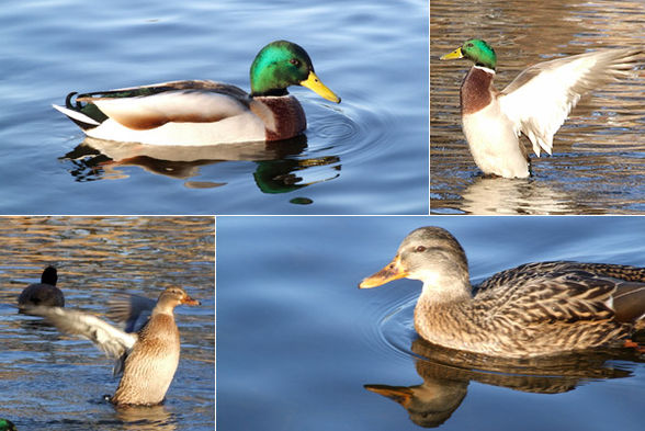 Enten - 