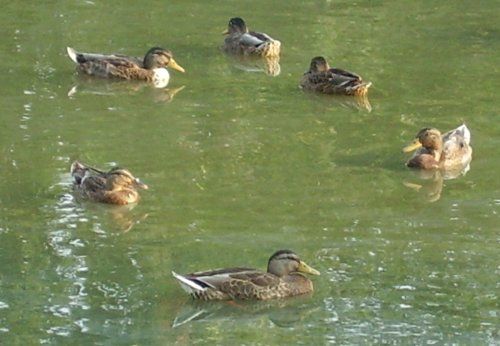 Enten - 