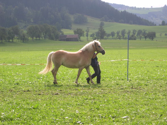 sonnenwend pferdefest - 