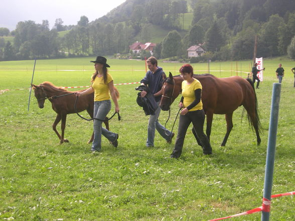 sonnenwend pferdefest - 