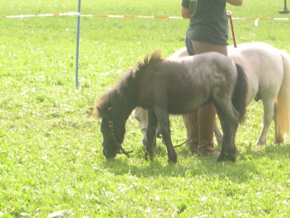 sonnenwend pferdefest - 